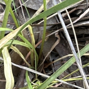 Microseris walteri at Belconnen, ACT - 23 Sep 2023