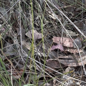 Microseris walteri at Belconnen, ACT - 23 Sep 2023