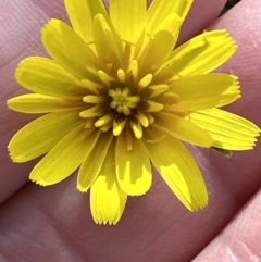 Microseris walteri at Belconnen, ACT - 23 Sep 2023