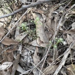 Poranthera microphylla (Small Poranthera) at Cook, ACT - 23 Sep 2023 by lbradley