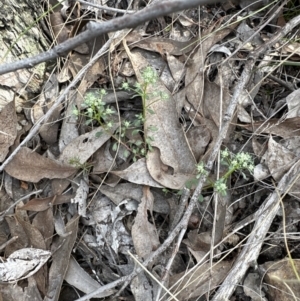 Poranthera microphylla at Cook, ACT - 23 Sep 2023 09:32 AM