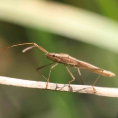 Mutusca brevicornis (A broad-headed bug) at Sullivans Creek, Turner - 18 Sep 2023 by ConBoekel