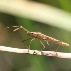 Mutusca brevicornis at Turner, ACT - 18 Sep 2023