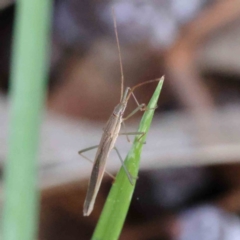 Mutusca brevicornis at Turner, ACT - 18 Sep 2023 04:41 PM