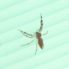 Helpis sp. (genus) (Unidentified Bronze Jumping Spider) at Turner, ACT - 18 Sep 2023 by ConBoekel