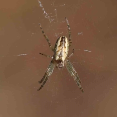 Plebs bradleyi (Enamelled spider) at Turner, ACT - 18 Sep 2023 by ConBoekel