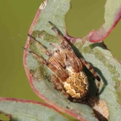 Salsa fuliginata (Sooty Orb-weaver) at Turner, ACT - 18 Sep 2023 by ConBoekel