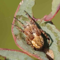 Unidentified Other hunting spider at Turner, ACT - 18 Sep 2023 by ConBoekel