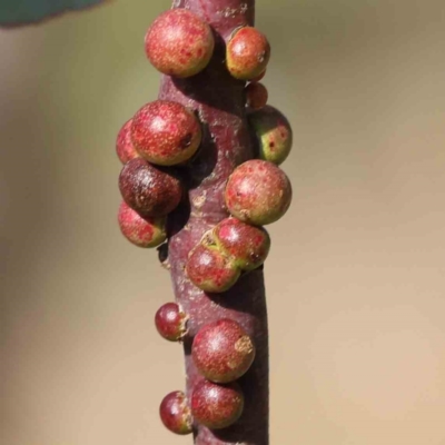 Eucalyptus insect gall at Sullivans Creek, Turner - 18 Sep 2023 by ConBoekel