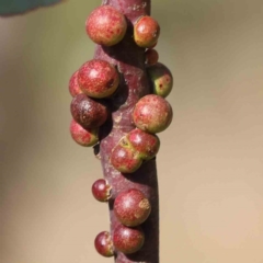 Eucalyptus insect gall at Turner, ACT - 18 Sep 2023 by ConBoekel