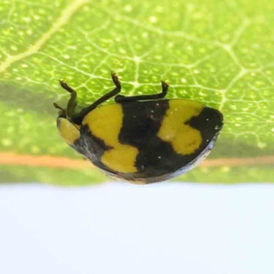 Illeis galbula (Fungus-eating Ladybird) at Sullivans Creek, Turner - 18 Sep 2023 by ConBoekel