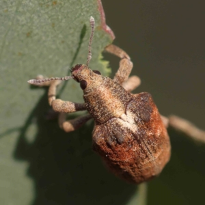 Gonipterus scutellatus at Turner, ACT - 18 Sep 2023 04:28 PM