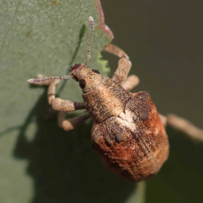 Gonipterus scutellatus (Eucalyptus snout beetle, gum tree weevil) at Turner, ACT - 18 Sep 2023 by ConBoekel