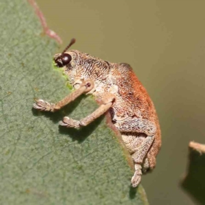 Gonipterus scutellatus at Turner, ACT - 18 Sep 2023 04:28 PM