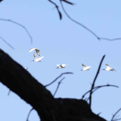 Threskiornis molucca (Australian White Ibis) at Sullivans Creek, Turner - 18 Sep 2023 by ConBoekel