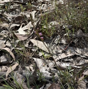 Stylidium graminifolium at Bruce, ACT - 23 Sep 2023