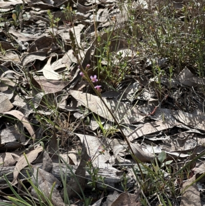 Stylidium graminifolium (Grass Triggerplant) at Bruce, ACT - 23 Sep 2023 by lbradley