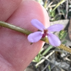 Stylidium graminifolium at Bruce, ACT - 23 Sep 2023