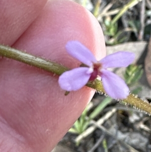 Stylidium graminifolium at Bruce, ACT - 23 Sep 2023