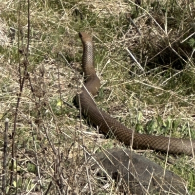 Pseudonaja textilis (Eastern Brown Snake) at Bungendore, NSW - 23 Sep 2023 by yellowboxwoodland