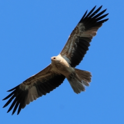 Haliastur sphenurus (Whistling Kite) at Wodonga Regional Park - 17 Sep 2023 by KylieWaldon