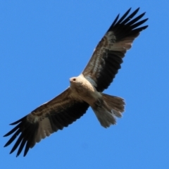 Haliastur sphenurus (Whistling Kite) at Wodonga - 17 Sep 2023 by KylieWaldon