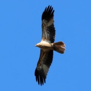 Haliastur sphenurus at Bandiana, VIC - 17 Sep 2023 10:01 AM