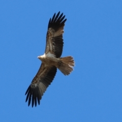 Haliastur sphenurus at Bandiana, VIC - 17 Sep 2023