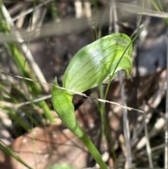 Pterostylis nutans (Nodding Greenhood) at Bruce, ACT - 23 Sep 2023 by JVR