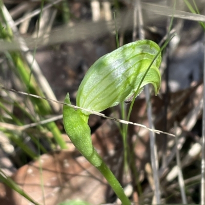 Pterostylis nutans (Nodding Greenhood) at Bruce, ACT - 23 Sep 2023 by JVR