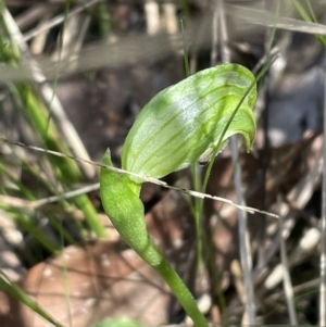 Pterostylis nutans at Bruce, ACT - 23 Sep 2023