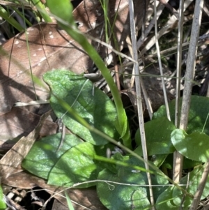 Pterostylis nutans at Bruce, ACT - suppressed