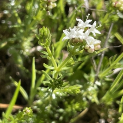 Asperula conferta (Common Woodruff) at Collector, NSW - 22 Sep 2023 by JaneR