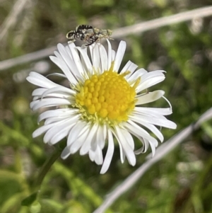 Calotis anthemoides at Collector, NSW - 22 Sep 2023