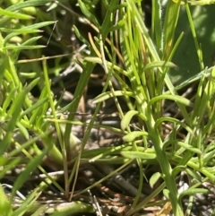 Calotis anthemoides at Collector, NSW - 22 Sep 2023