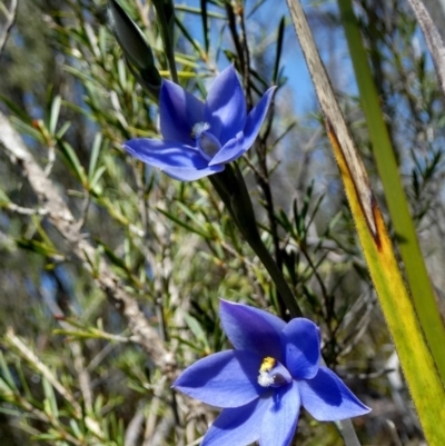 Thelymitra ixioides (Dotted Sun Orchid) at Borough, NSW - 20 Sep 2023 by Paul4K