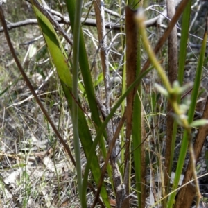 Thelymitra ixioides at Borough, NSW - 20 Sep 2023