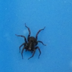 Unidentified Spider (Araneae) at QPRC LGA - 20 Sep 2023 by Paul4K