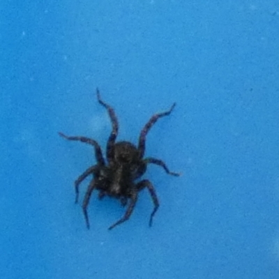 Unidentified Spider (Araneae) at QPRC LGA - 20 Sep 2023 by Paul4K