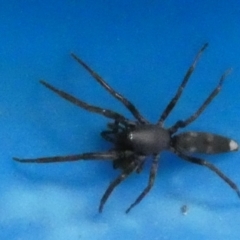Lampona sp. (genus) (White-tailed spider) at QPRC LGA - 20 Sep 2023 by Paul4K