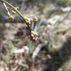 Dianella sp. aff. longifolia (Benambra) at Hall, ACT - 19 Sep 2023 12:35 PM