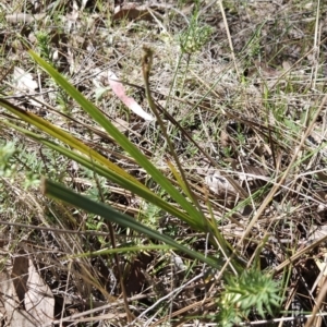 Dianella sp. aff. longifolia (Benambra) at Hall, ACT - 19 Sep 2023 12:25 PM