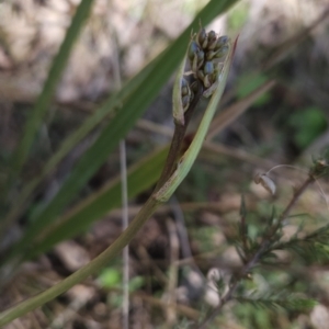 Dianella sp. aff. longifolia (Benambra) at Hall, ACT - 19 Sep 2023 12:25 PM