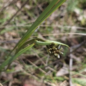 Dianella sp. aff. longifolia (Benambra) at Hall, ACT - 19 Sep 2023 12:18 PM