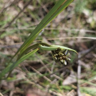 Dianella sp. aff. longifolia (Benambra) (Pale Flax Lily, Blue Flax Lily) at Hall, ACT - 19 Sep 2023 by BethanyDunne