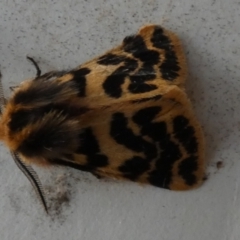 Ardices curvata (Crimson Tiger Moth) at Boro - 20 Sep 2023 by Paul4K