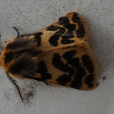 Ardices curvata (Crimson Tiger Moth) at Borough, NSW - 20 Sep 2023 by Paul4K