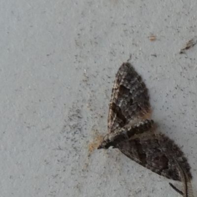 Phrissogonus laticostata (Apple looper moth) at QPRC LGA - 20 Sep 2023 by Paul4K