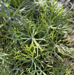 Ranunculus inundatus at Collector, NSW - 22 Sep 2023