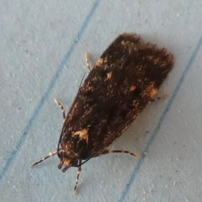 Barea codrella (A concealer moth) at Borough, NSW - 21 Sep 2023 by Paul4K